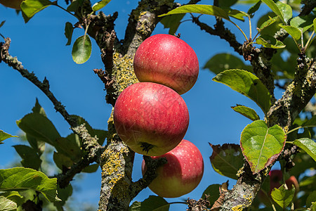 树上生长的苹果收成红色花园绿色果园食物饮食水果天空图片