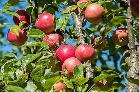 树上生长的苹果果园天空食物花园收成水果饮食绿色红色图片