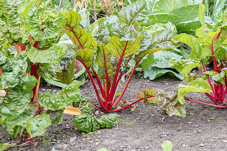 Rhubarb工厂蔬菜花园水果农作物收成植物生长红色大黄食物图片