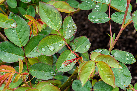 树叶上的雨滴绿色植物群玫瑰叶子植物图片