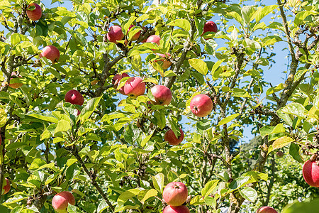 树上生长的苹果饮食食物红色果园收成水果天空绿色花园图片
