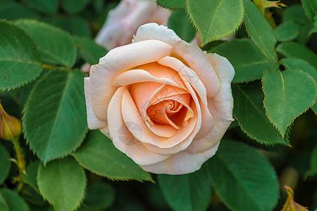 近距离观看一朵橙色玫瑰花图片
