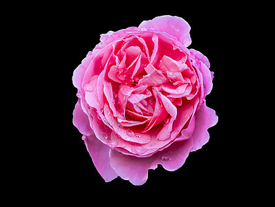 黑色背景的粉红玫瑰闪光图片