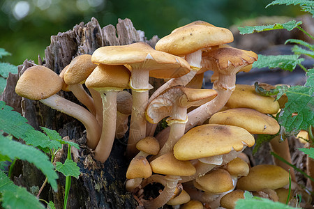 在森林中生长的野生蘑菇菌类季节荒野宏观苔藓照片白色森林食物绿色图片