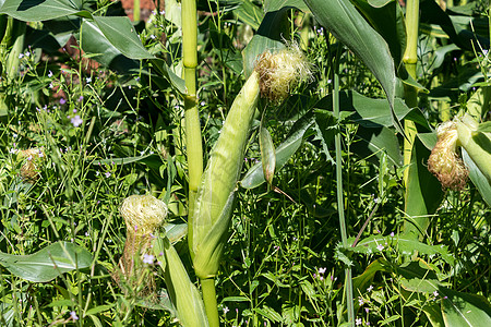 种植在植物上生长的甜玉米绿花黄色蔬菜食物耳朵绿色活力白色场地图片