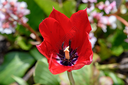 红色郁金花花橙子花园郁金香植物植物群花瓣绿色黄色场地花朵图片