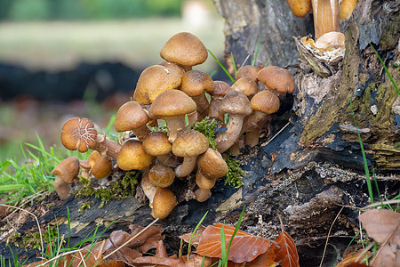 在森林中生长的野生蘑菇食物宏观森林季节照片苔藓菌类绿色荒野白色图片