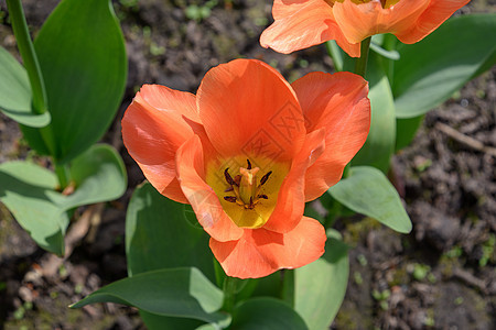 郁金香花盛开图片