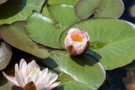 白花花植物群软垫红色美丽池塘绿色百合荷花花园黄色图片