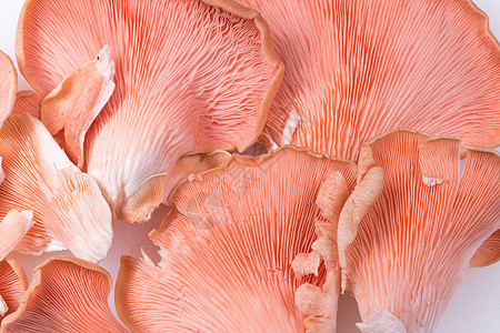 粉色牡蛎蘑菇食物蔬菜工作室白色背景图片