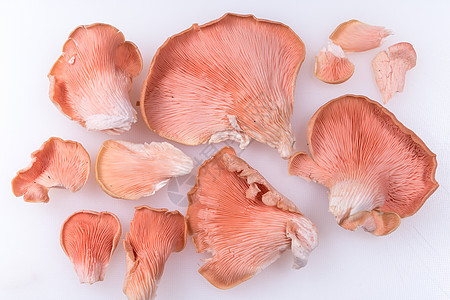 粉色牡蛎蘑菇工作室蔬菜白色食物背景图片
