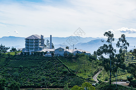 坐在山顶的茶厂殖民衬套爬坡种植园生长农场农村茶点吸引力叶子图片
