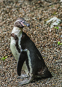 被囚禁的Hummbolt企鹅图片
