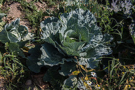 实地种植的蔬菜菜花尖塔食物维生素图片
