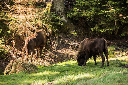 罗塔尔山森林中的野牛的一锁奶牛自然公园动物牧场犊牛毛皮森林游乐园偶蹄荒野图片