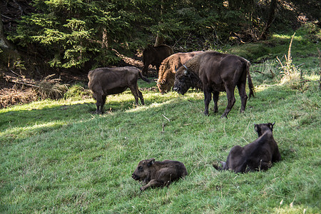 罗塔尔山森林中的野牛的一锁犊牛牧场森林山坡游乐园动物荒野偶蹄牛科牧群图片