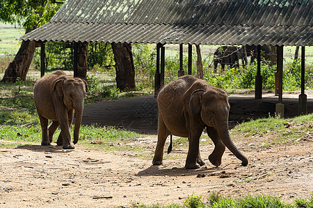 年轻大象在喂养时排队排第一的赛跑小象救援威胁公园生长食草环境兽医树干牛奶图片