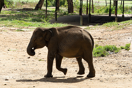 尤德瓦洛维 大象中途返乡的小象兽医跑步少年哺乳动物公园象牙安全奶瓶牛奶耳朵图片