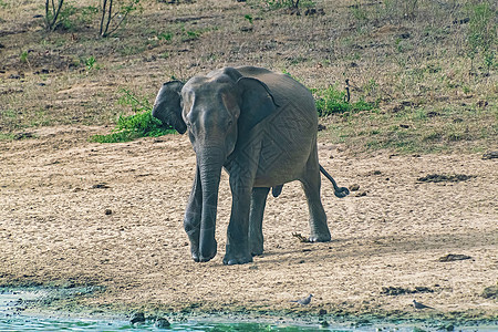 乌德瓦拉维国家公园大象步行树干公园国家旅行水坑旅游跑步厚皮环境哺乳动物图片