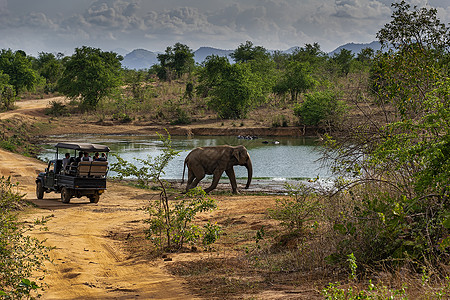 在Udewalawe国家公园走过Safari吉普车的大象图片