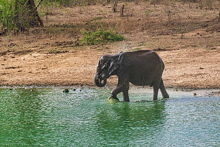 在Udewalawe国家公园大象洗澡和喝酒国家情调獠牙小牛水坑游客动物公园水池异国图片