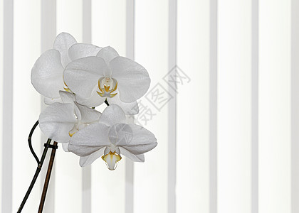 白兰花喷雾  白条纹背景礼物异国热带情调花束植物学金子念日植物群植物图片