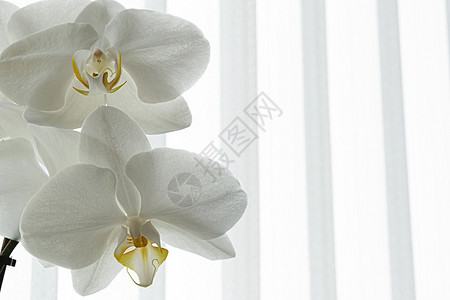 白兰花喷雾  白条纹背景植物群礼物花瓣植物学念日金子植物花束异国热带图片
