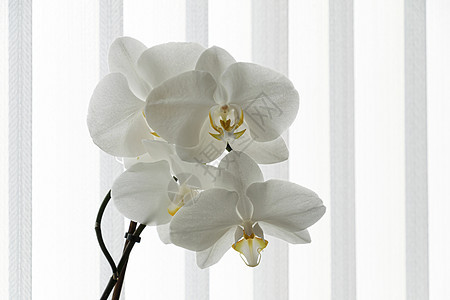 白兰花喷雾  白条纹背景植物学兰花热带礼物情调植物群花瓣念日金子花束图片