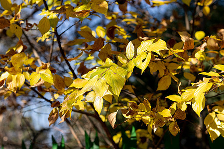 树上的金黄色叶子图片