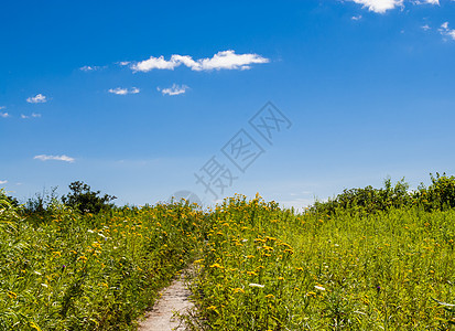 穿过高草和鲜花的道路图片