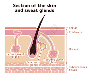 皮肤和汗腺的部分 它制作图案矢量图护理皮脂腺载体真皮皮肤科小汗腺神经身体卫生发根图片