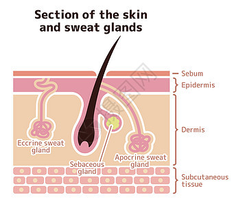 皮肤和汗腺的部分 它制作图案矢量图护理皮脂腺载体真皮皮肤科小汗腺神经身体卫生发根图片