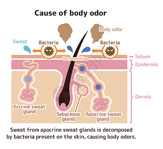 体臭矢量平面制作图案的成因衬衫皮脂腺女士药品载体组织皮肤出汗真皮身体图片