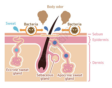 体臭矢量平面制作图案的成因大汗腺载体手臂卵泡出汗组织腺体真皮表皮药品图片