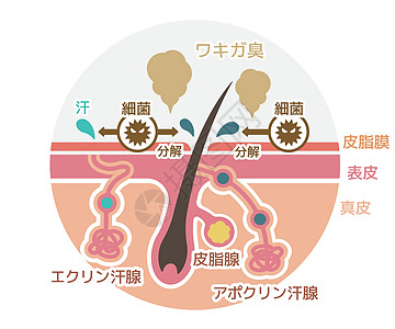 体臭矢量平面制作图案的成因气味出汗手臂药品真皮卫生保健衬衫腺体汗腺图片