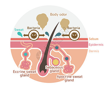 体臭矢量平面制作图案的成因身体女士表皮出汗药品图层腺体皮肤衬衫卵泡图片