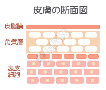 皮肤的剖面图说明保健护理表皮载体真皮细胞横截面插图图表卫生图片