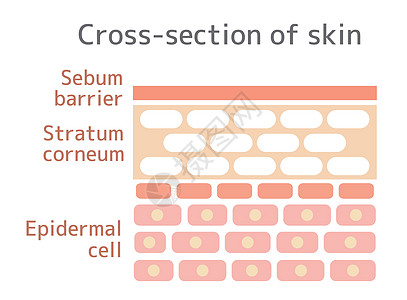 皮肤剖面图载体健康高清图片