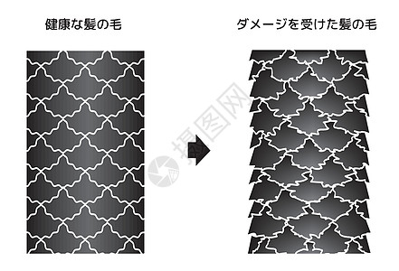 健康头发和受损头发对比图女性损害信息状况沙龙护发素角质层维修商业网络图片