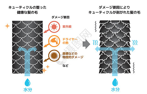 健康头发和受损头发对比图信息网络沙龙皮肤角质层设计洗发水表皮网页图表图片