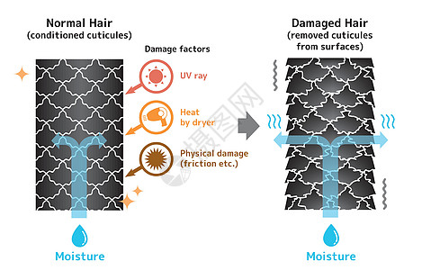 健康头发和受损头发对比图皮肤烘干机护发素女士插图维修沙龙角质层网页网络图片