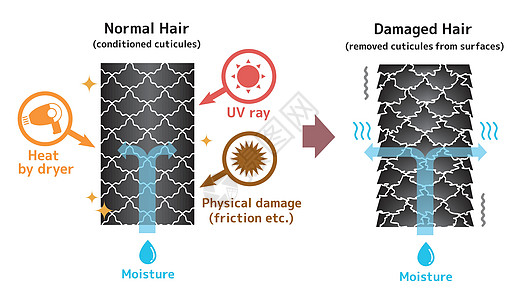 健康头发和受损头发对比图插图商业信息沙龙辐射紫外线角质层女士设计图表图片