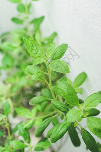 特写泰国圣堡 健康的食物绿色草本植物医学医疗植物健康饮食保健蔬菜生长叶子图片