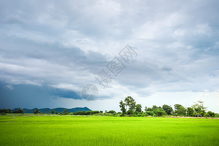 绿稻田在阴云的一天草地田园天空心情园景大气环境风光土地场景图片