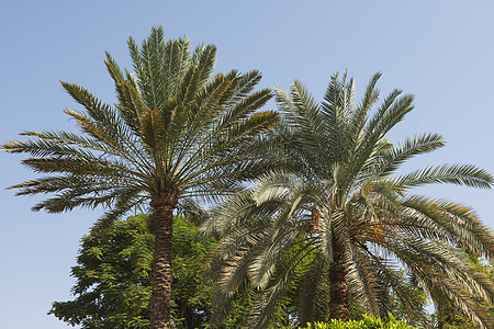 椰枣树的顶端叶子花园公园天空蓝色植物群棕榈树叶热带天篷图片