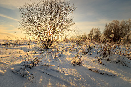 冬日用柳树美丽的夕阳光束天空场地冻结阴影阳光太阳场景晴天日落图片