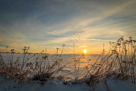 美丽的夕阳 冬季有冰覆盖的青草光束环境场景阴影公园场地晴天天空松树日落图片