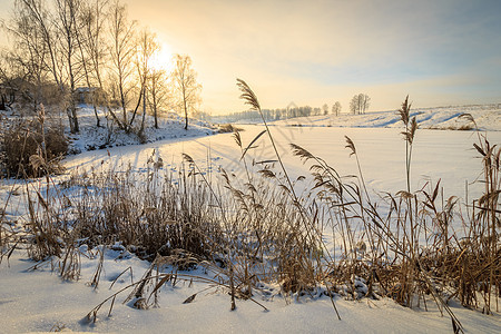 池塘的日落 冰霜覆盖植物冻结日出季节太阳场景天气蓝色公园天空图片