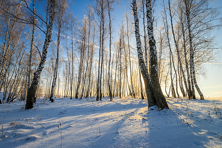 冬季白树林美丽的日落 冬天场景太阳晴天冻结天空桦树公园光束阴影阳光图片