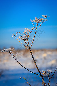 冬季冰霜覆盖各处的冬天水晶森林植物宏观阳光场景温度季节天空白色图片